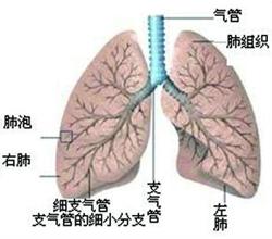 慢阻肺发病机制